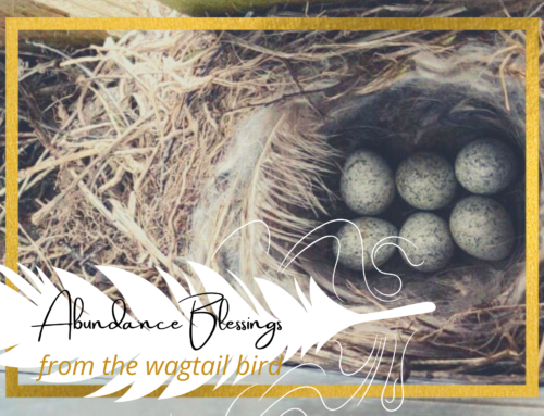 6 Abundance Blessings from the Wagtail Bird